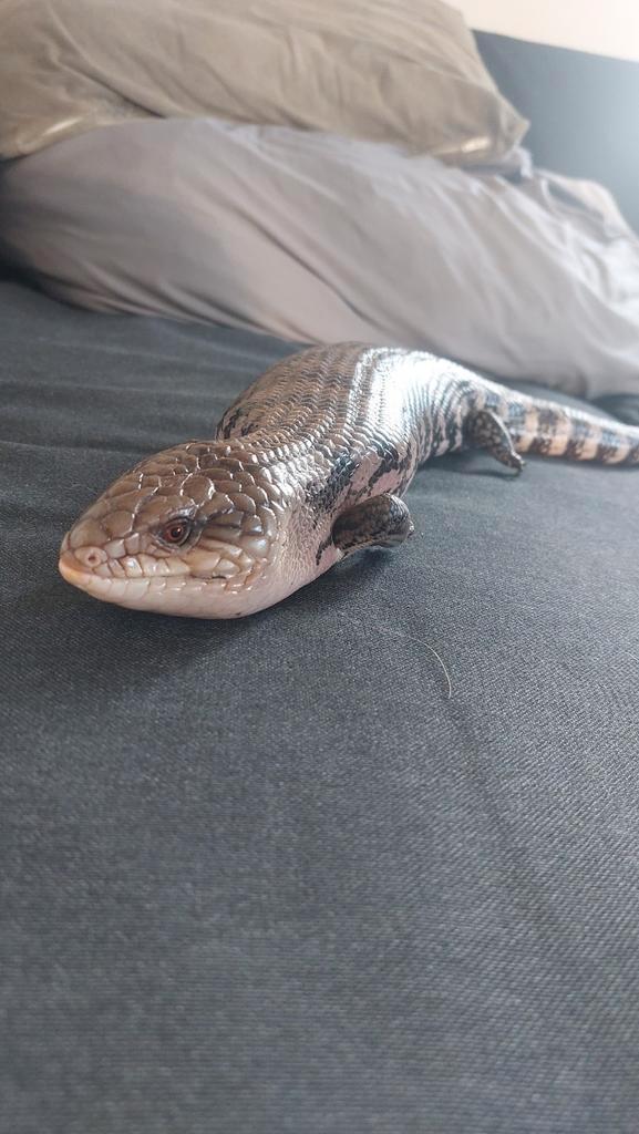 Blauwtongskink Indonesische ondersoort