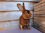 Rex konijn - mannetje, Dieren en Toebehoren, Konijnen, Mannelijk, Middelgroot, 0 tot 2 jaar