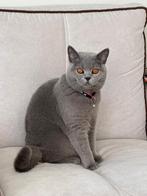 Britse Koorthaar Katten British Short Hair, Dieren en Toebehoren, Katten en Kittens | Overige Katten, Meerdere dieren, Kortharig