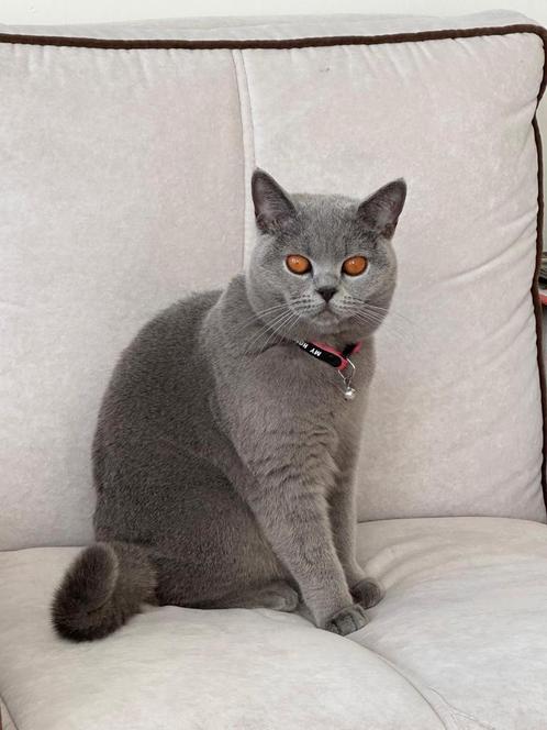 Britse Koorthaar Katten British Short Hair, Dieren en Toebehoren, Katten en Kittens | Overige Katten, Kortharig, Meerdere dieren