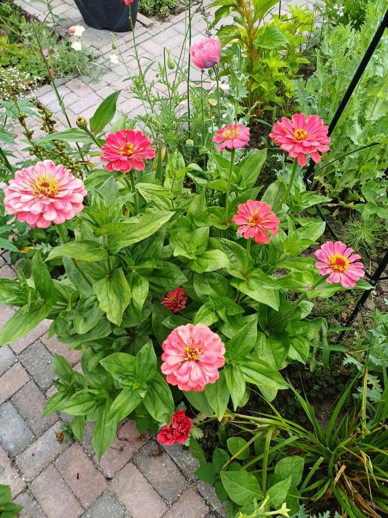Zinnia Eldorado, Ophalen of Verzenden, Volle zon, Zaad
