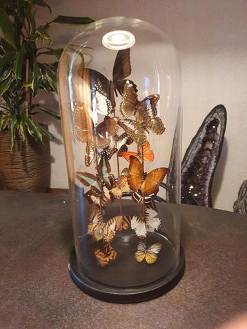 Taxidermie Glazen Stolp met 20 Vlinders beschikbaar voor biedingen
