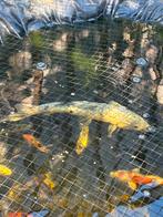 Koi te koop, Dieren en Toebehoren, Vissen | Vijvervissen, Karper of Koi