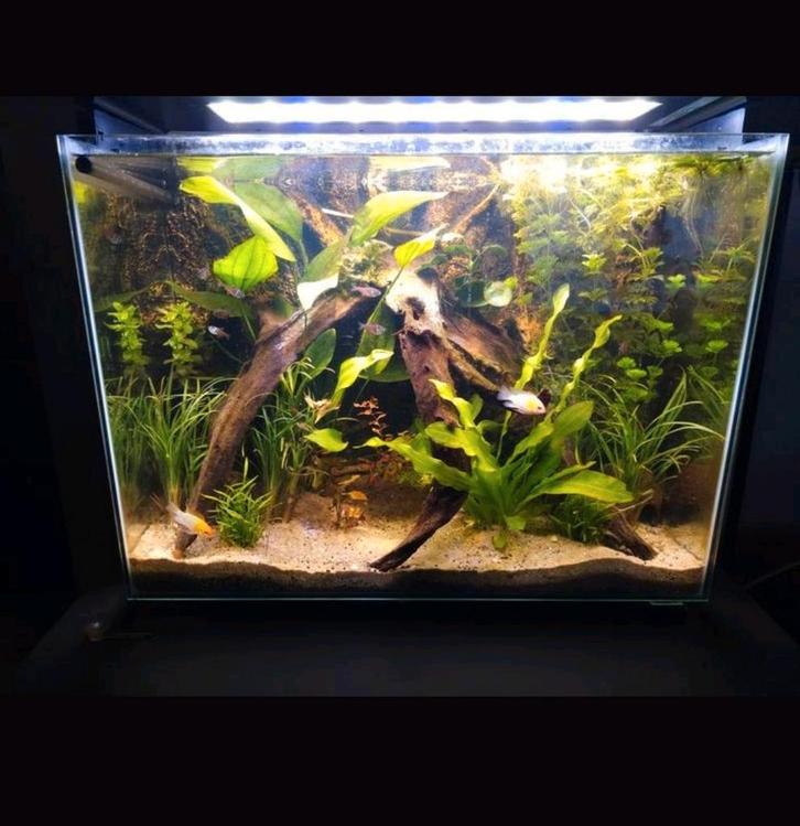 Aquarium, Dieren en Toebehoren, Vissen | Aquaria en Toebehoren, Zo goed als nieuw, Leeg aquarium, Ophalen