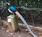 Lady Amherst, Meerdere dieren, Overige soorten