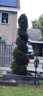 gedraaide conifeer. in spiraalvorm. 2.10 hoog, Tuin en Terras, Ophalen, Bloeit niet, Halfschaduw, Overige soorten