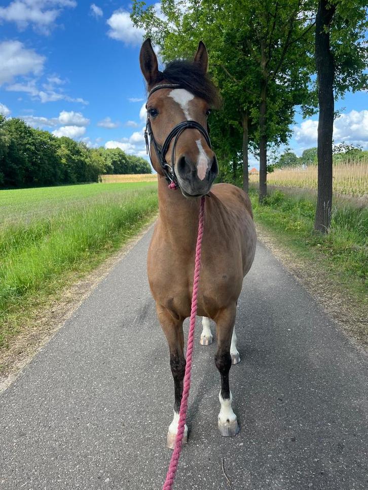 Freiberger Merrie, Dieren en Toebehoren, Paarden, Merrie, Zadelmak, Minder dan 160 cm, 3 tot 6 jaar, Recreatiepaard, Met stamboom