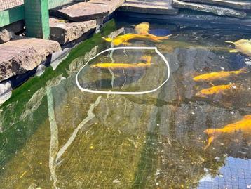 3 x Ghost Koi beschikbaar voor biedingen