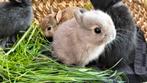 4 prachtige raszuivere kleurdwerg konijntjes., Dieren en Toebehoren, Mannelijk, Dwerg, 0 tot 2 jaar