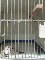 Koppels bruine bichenows, Dieren en Toebehoren, Vogels | Overige Vogels, Meerdere dieren