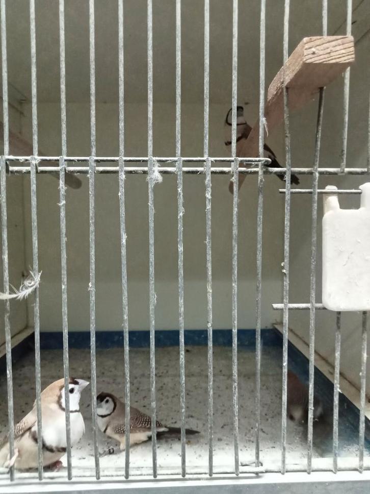 Koppels bruine bichenows, Dieren en Toebehoren, Vogels | Overige Vogels, Meerdere dieren