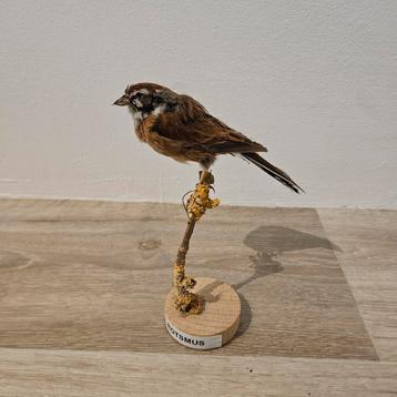 Opgezette Rotsmus voge opgezet taxidermie taxidermy  beschikbaar voor biedingen