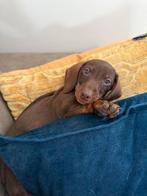 Puppy teckel, Dieren en Toebehoren, Honden | Teckels en Dashonden, Standaard, CDV (hondenziekte), 8 tot 15 weken, Teef