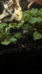 Pleco 128 kempvis samurai l046  afrikaanse waaier garnaal, Slang, 0 tot 2 jaar