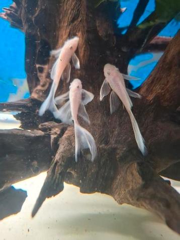 L144 Snow White Longfin +/-5cm beschikbaar voor biedingen