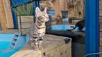 Bengaal poesje Black tabby rozetted sparbled stamboom, Dieren en Toebehoren, Katten en Kittens | Raskatten | Korthaar, Poes, Gechipt