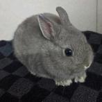 5 kleurdwergen., Dieren en Toebehoren, Konijnen, Meerdere dieren, Dwerg, 0 tot 2 jaar