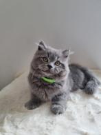 Longhair British kiteen, Dieren en Toebehoren, Katten en Kittens | Raskatten | Korthaar, Kater, Ontwormd, 0 tot 2 jaar