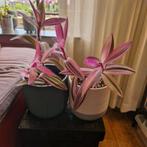 Tradescantia pallida pinkstripe 2 stekken per pot, Huis en Inrichting, Kamerplanten, Overige soorten, Minder dan 100 cm, Ophalen of Verzenden