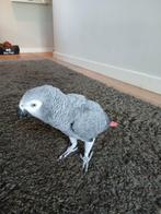 grijze roodstaart papagaai, Dieren en Toebehoren, Vogels | Overige Vogels, Vrouwelijk, Tropenvogel, Tam