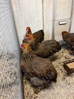 Brahma Groot Meerzomig Patrijs hennen 2025, Dieren en Toebehoren, Pluimvee, Vrouwelijk, Kip