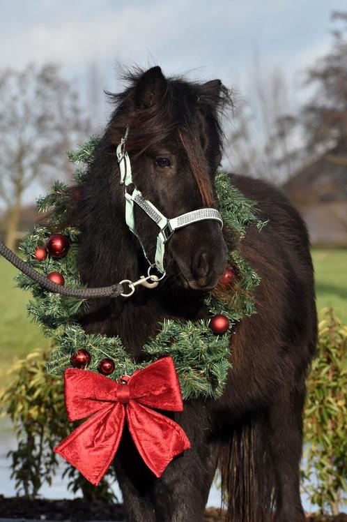 **SUPER LEUKE EN LIEVE,GROTE STAMBOEK SHETLANDER RUIN**, Dieren en Toebehoren, Pony's, Ruin, E pony (1.48m - 1.57m), Recreatiepony