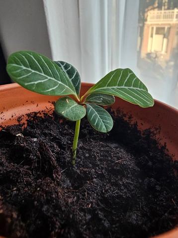 Madagascar jewel beschikbaar voor biedingen