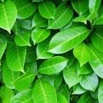 Prunus (voor hagen) verschillende soorten, Ophalen, Laurier, 100 tot 250 cm