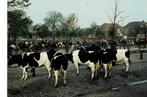 Purmerend, Koeien, Ophalen of Verzenden, Ongelopen, Noord-Holland