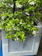 Toscaanse jasmijn in pot, Tuin en Terras, Planten | Struiken en Hagen, Ophalen, Overige soorten, Struik, 100 tot 250 cm