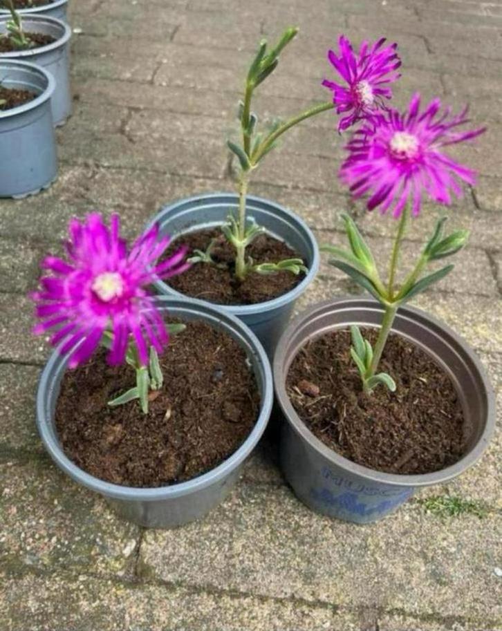🌸 Delospermum vetplant roze bloemen delosperma rotstuin, Tuin en Terras, Planten | Tuinplanten, Vaste plant, Bodembedekkers, Volle zon