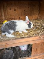 Vrouwtjes konijn tekoop, Dieren en Toebehoren, Konijnen, Vrouwelijk, Middelgroot, Hangoor, 0 tot 2 jaar