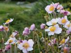 JAPANSE ANEMOON ROZE, Tuin en Terras, Planten | Tuinplanten, Ophalen, Zomer, Overige soorten, Volle zon