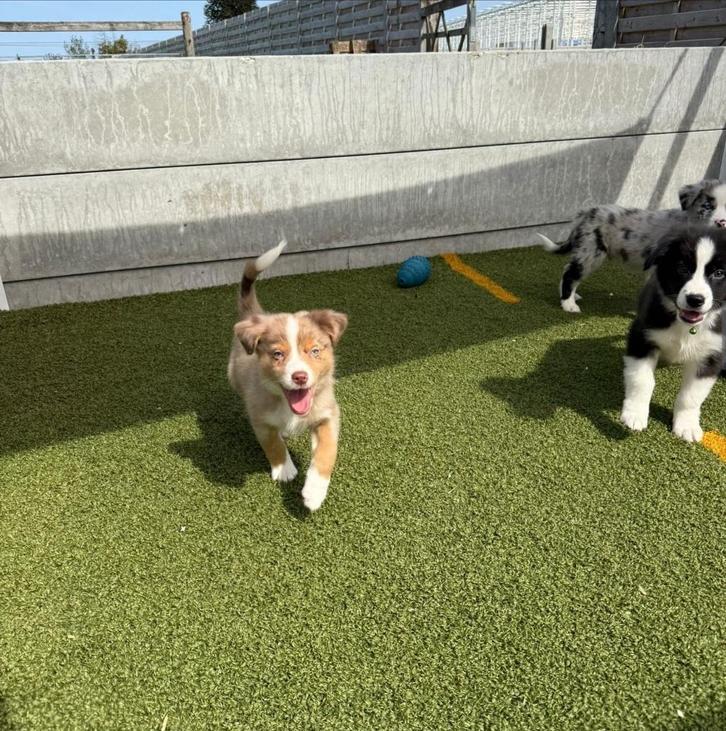 Australische herder pups australian shepherd 💖💖💖, Dieren en Toebehoren, Honden | Herdershonden en Veedrijvers, Meerdere dieren