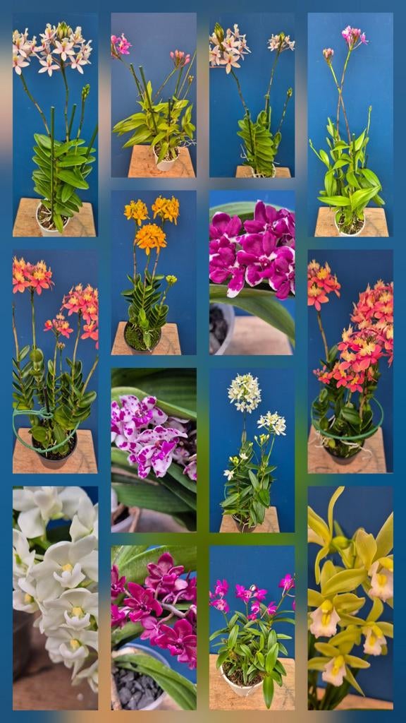 Orchidee Oncidium Twinkle Red p8, Huis en Inrichting, Kamerplanten, Ophalen of Verzenden, Halfschaduw, Minder dan 100 cm