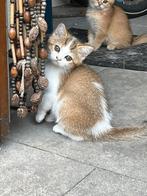 Mooi lief en aanhankelijk britse korthaar katertje te koop, Dieren en Toebehoren, Katten en Kittens | Overige Katten, Kater, Kortharig