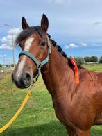 Allround C pony, Dieren en Toebehoren, Merrie, Gechipt, 11 jaar of ouder, L
