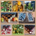 Huisgemaakte biologische jam in 15 smaken!, Diversen, Levensmiddelen, Ophalen of Verzenden