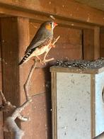 Zebravinkje (man), Dieren en Toebehoren, Mannelijk