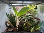 Mooi 60x45x60 terrarium met wimpergekko, Dieren en Toebehoren, Reptielen en Amfibieën | Toebehoren, Ophalen, Zo goed als nieuw