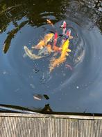 prachtige koi’s, Karper of Koi