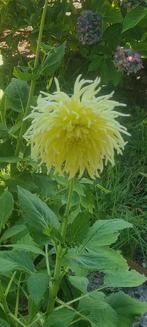 ( 3 ) Dahlia Knol - Gele Cactus Dahlia / Kennemerland, Ophalen of Verzenden, Voorjaar, Volle zon, Knol