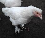Witte kraaikop (grote variant), Dieren en Toebehoren, Pluimvee, Meerdere dieren, Kip