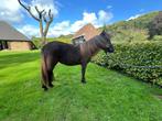Prachtige mini pony, 1,5 jaar oud, merrie, Dieren en Toebehoren, Pony's, Merrie, Niet van toepassing, 0 tot 2 jaar, A pony (tot 1.17m)