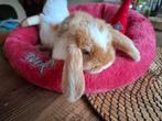 Schattig Frans Hangoor konijntje zoekt fijn huisje, Mannelijk, Groot, Hangoor, 0 tot 2 jaar