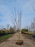 Prunus subh. Autumnalis rosea meerstammige roze sierkers, Bloeit niet, Leiboom, Ophalen of Verzenden, 100 tot 250 cm