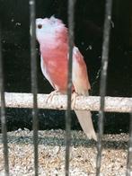 Prachtige rubino bourke man, Dieren en Toebehoren, Vogels | Parkieten en Papegaaien, Mannelijk, Parkiet, Geringd