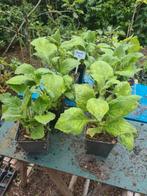Yacon  in p11 pot, Ophalen, Zomer