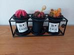 Cactussen set!!, Ophalen of Verzenden, Overige soorten, Minder dan 100 cm