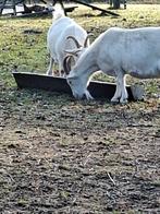 Voerbakken RVS, Dieren en Toebehoren, Meerdere dieren, Varken